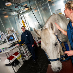 magnetic resonance imaging of a horse at the equine hospital