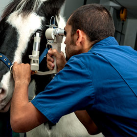 A vet examines a horses eye