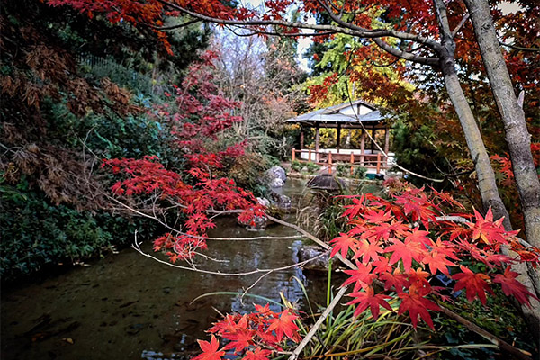 A stream with red leaves and a gazebo