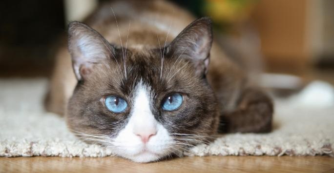 Brown cat with white nose laying down on rug and looking at camera