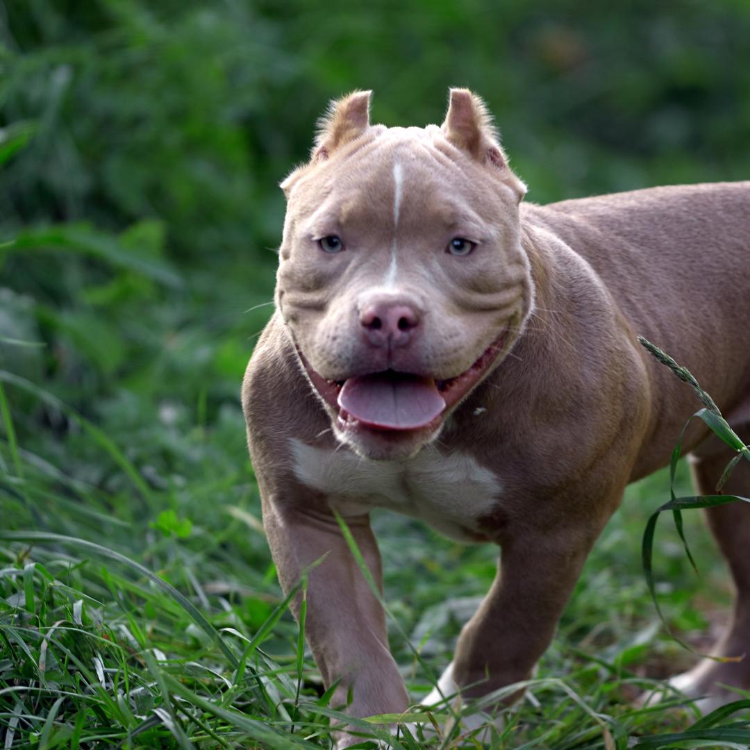 Bull breed with cropped ears looking towards camera