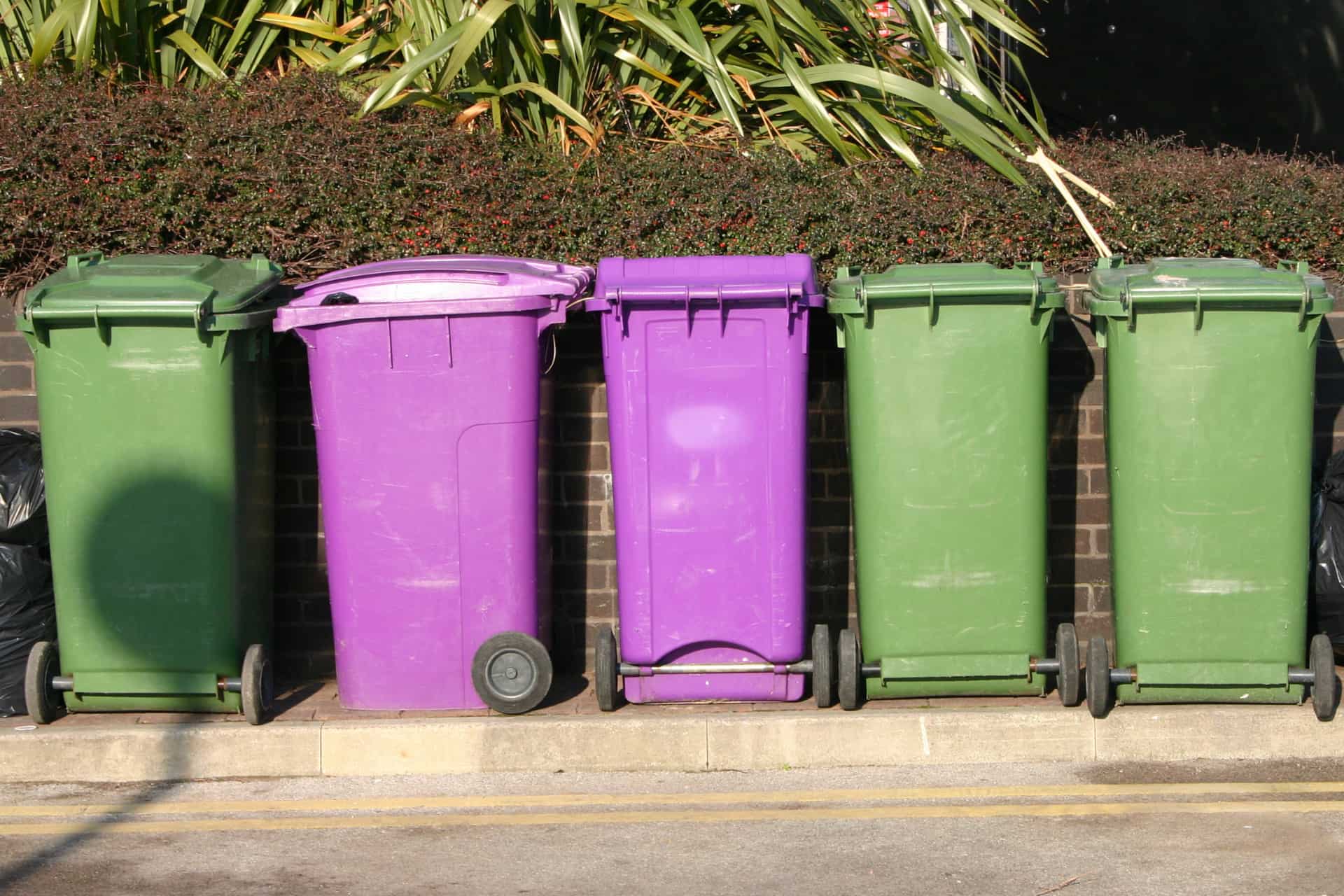 purple and green bins on the curb of a street waiting to be picked up.
