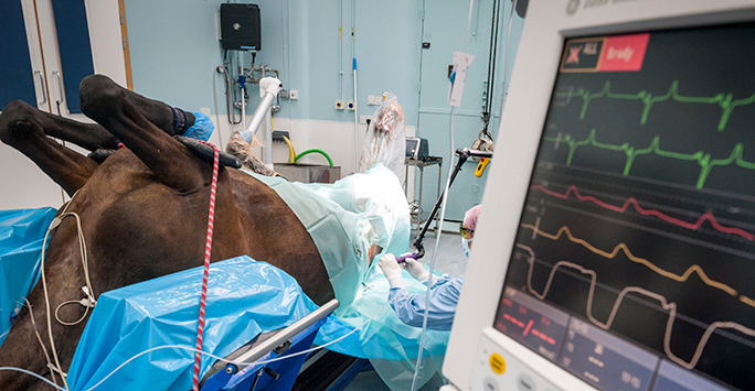 Horse undergoing veterinary care