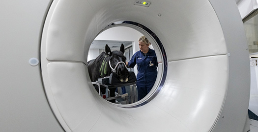 Horse having MRI scan