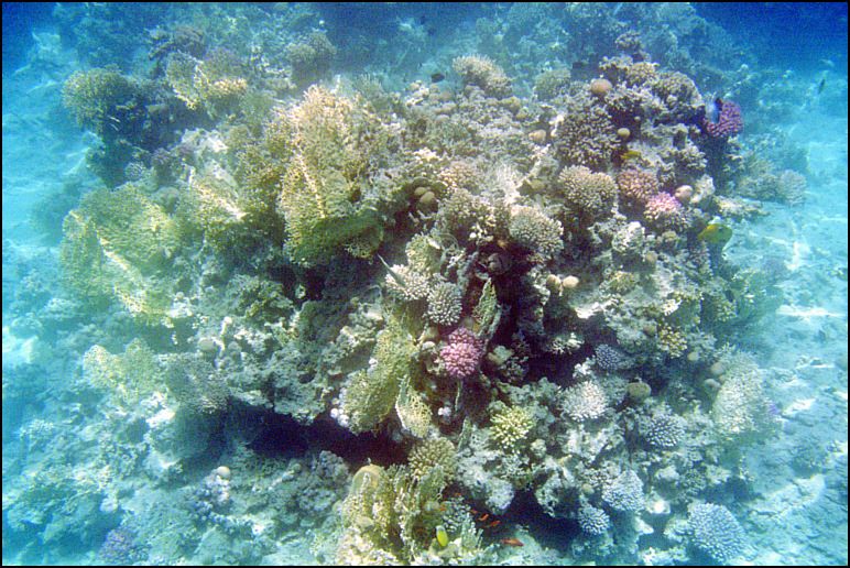 ARRECIFES DEL MAR ROJO: UNA JOYA QUE HEMOS DE CONSERVAR 16-07-coral-reef