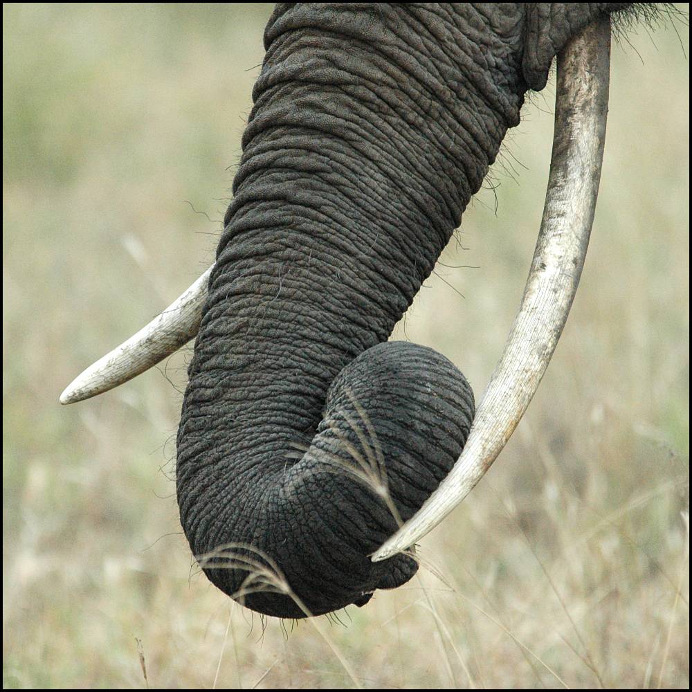 0734-elephant-trunk.jpg