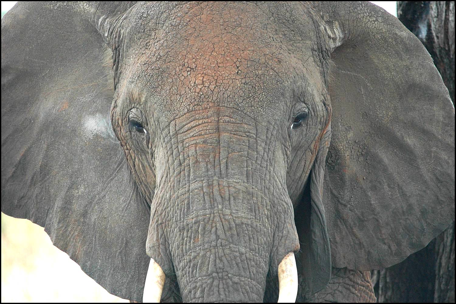0775 elephant face