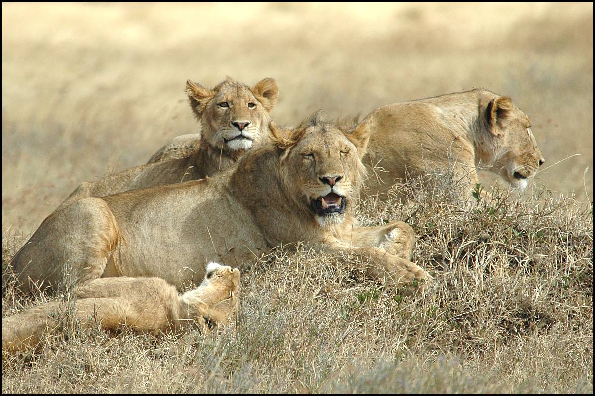Jeunes lions dans Autres felins 1324-lions-mound