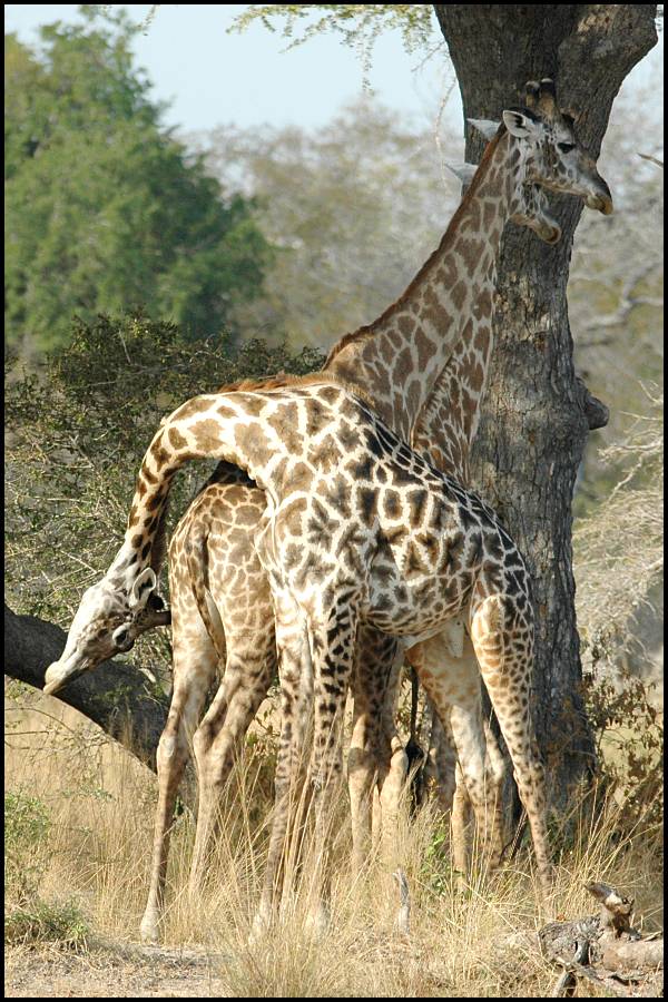 1590 giraffe greeting