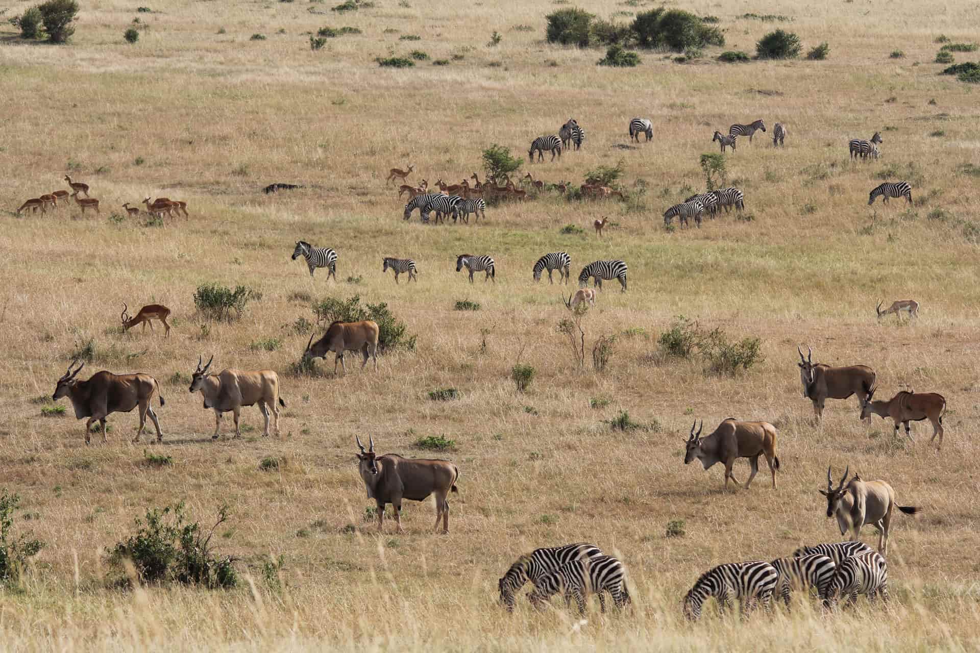 African savannah herbivores
