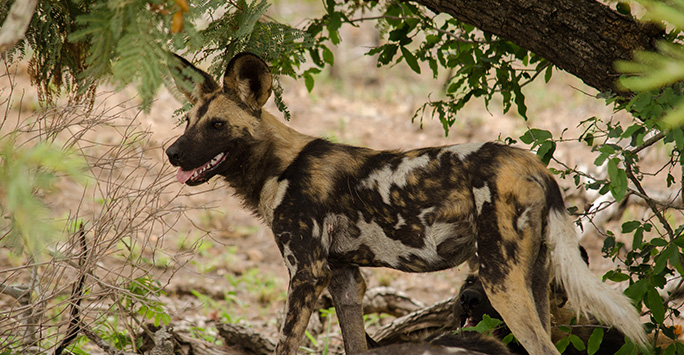 African painted dog standing guard under tree