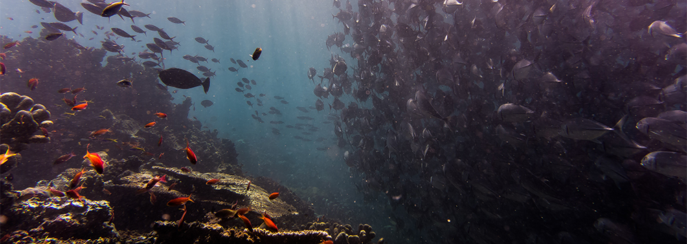 Shoal of fish off Sipadan Island, Malaysia | Image by Johnny Chen |  https://unsplash.com/collections/461104/under-the-sea?photo=bLEmFvSPLog