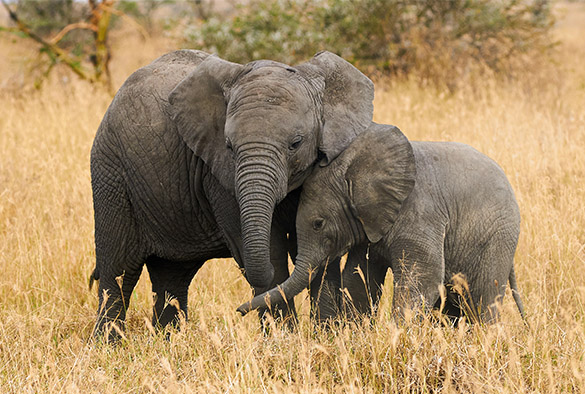 Two elephants in the wild