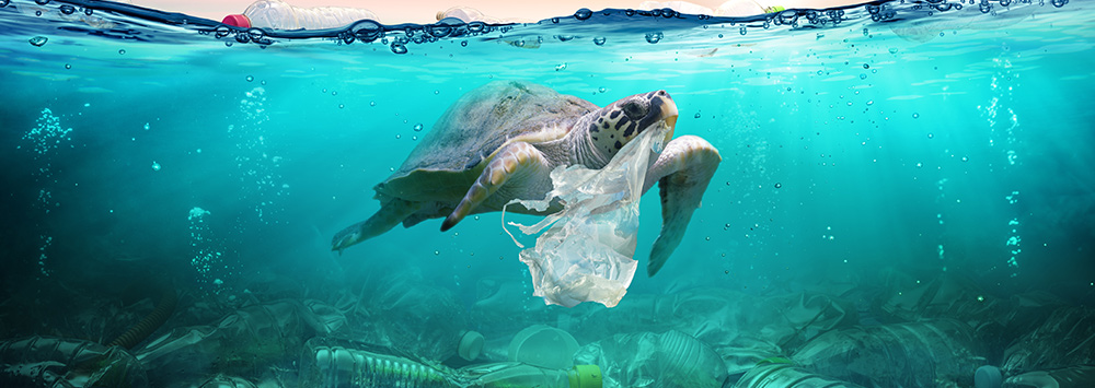 Turtle swimming in plastic
